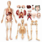 Visible Expectant Mother Anatomy Kit
